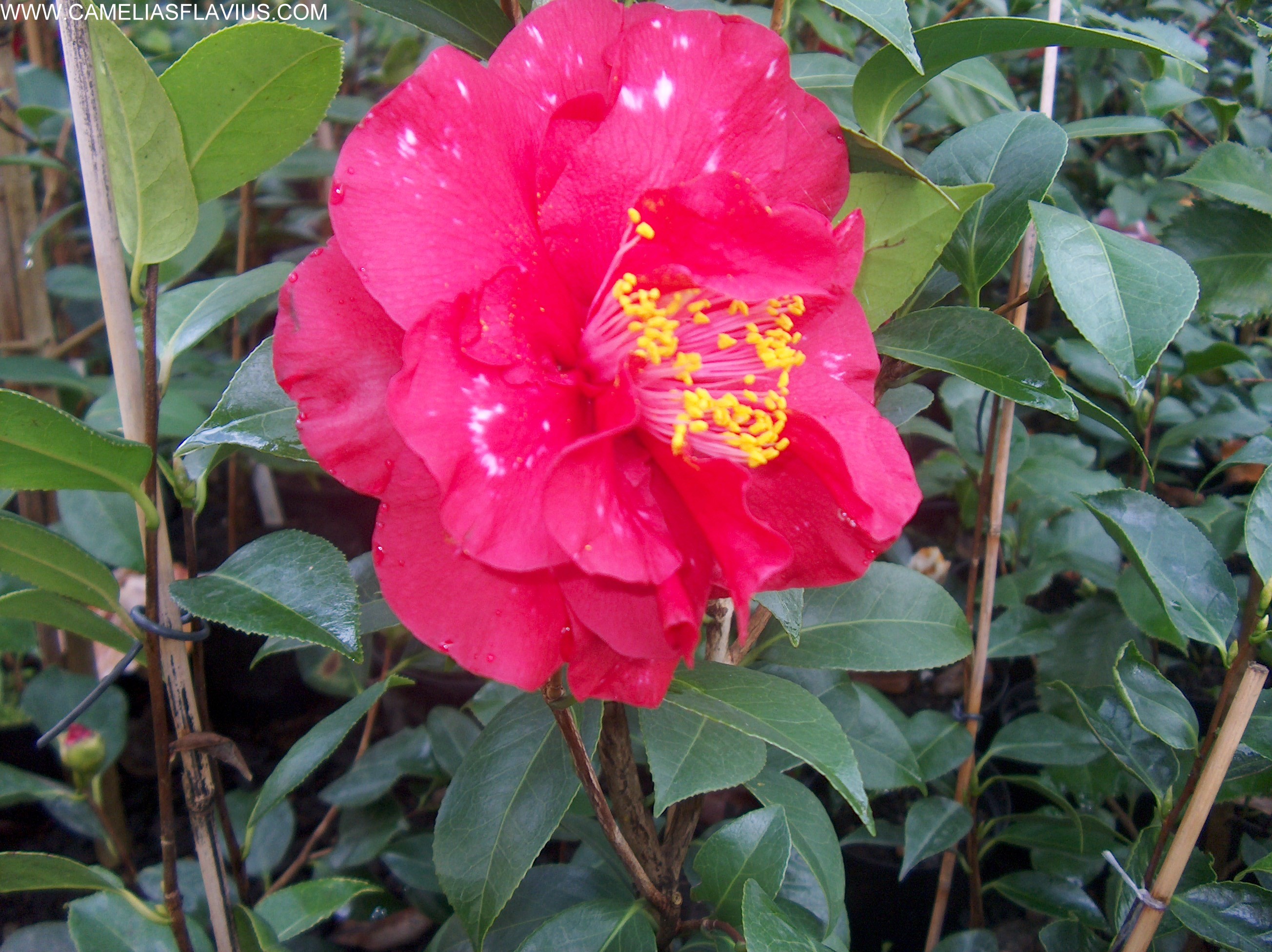 Dixie Knight variegated